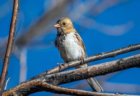 A beautiful, winter plumaged Harris's Sparrow perches nicely on a branch of a forest along a Colorado river walk.
