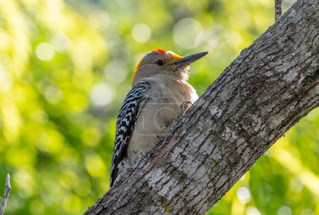Photo for A beautiful Golden-fronted Woodpecker perched on the side of a tree trunk in a Texas woodland. - Royalty Free Image