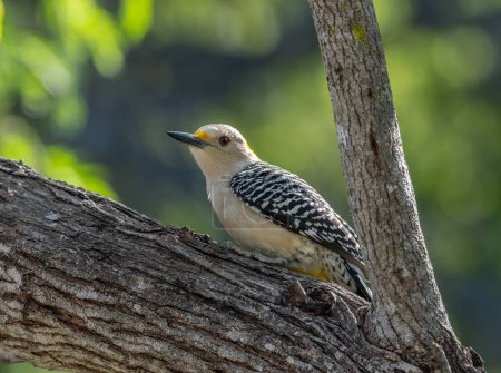 Foto de Un hermoso pájaro carpintero de frente dorada posado al lado de un tronco de árbol en un bosque de Texas. - Imagen libre de derechos