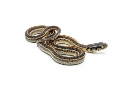 Foto de Una hermosa Serpiente de Jarretera de Llanuras juveniles es aislada y fotografiada sobre un fondo blanco. - Imagen libre de derechos
