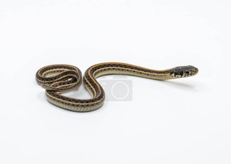 Photo for A beautiful juvenile Plains Garter Snake is isolated and photographed against a white background. - Royalty Free Image