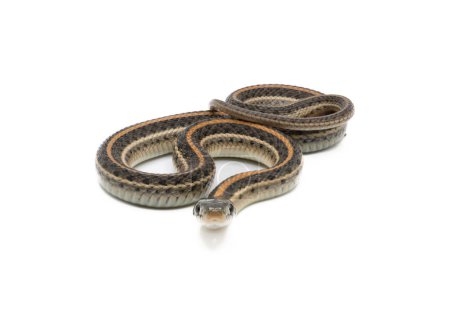 Foto de Una hermosa Serpiente de Jarretera de Llanuras juveniles es aislada y fotografiada sobre un fondo blanco. - Imagen libre de derechos