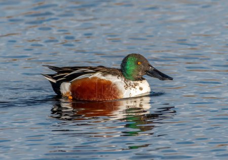 Photo for A beautiful drake Northern Shoveler photographed swimming in a pond at a Denver, Colorado city park where waterfowl often gather in winter. - Royalty Free Image