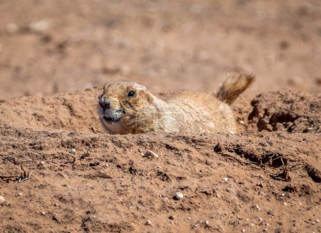 Téléchargez les photos : Un chien de prairie curieux et vigilant surveille tout ce qui se passe autour de lui depuis la bouche de son terrier dans un parc d'État du Texas.. - en image libre de droit