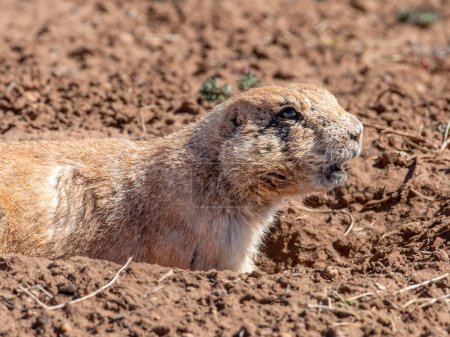 Photo for A curious and watchful Black-tailed Prairie Dog keeps an eye on everything going on around him from the mouth of its burrow in a Texas state park. - Royalty Free Image