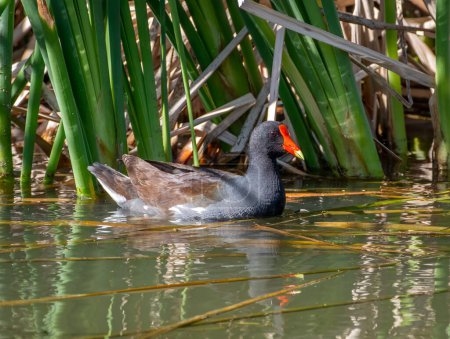Photo for A beautiful Common Gallinule forages for food on the edge of vegetation in a Texas marsh. - Royalty Free Image