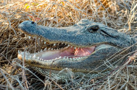Téléchargez les photos : Cet alligator américain reposait la bouche ouverte alors que nous passions dans une zone humide du sud du Texas. - en image libre de droit