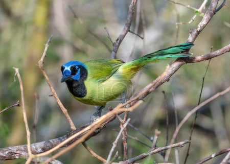 Photo for A beautiful Green Jay perched in a thicket in south Texas showing its vibrant colors. - Royalty Free Image