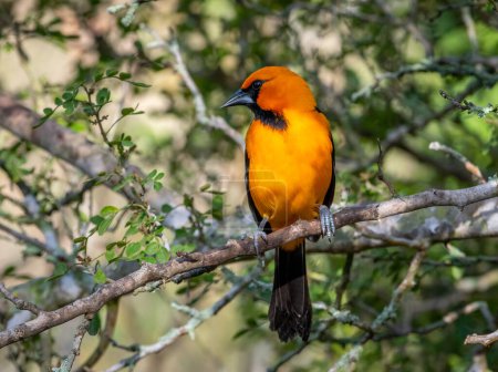 Photo for This vibrant male Altamira Oriole emerged from the Texas thickets to feed in front of a blind in a south Texas natural area. - Royalty Free Image