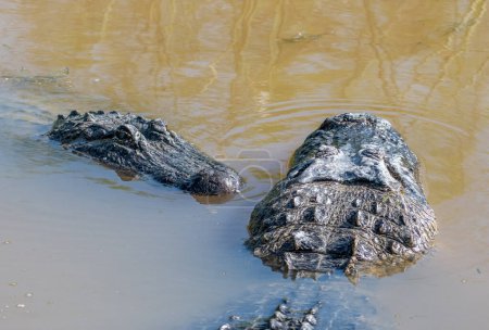 Téléchargez les photos : Cette alligator femelle catapultée se blottissant jusqu'à un aligator de taureau massif avant l'accouplement dans une zone humide du Texas. - en image libre de droit