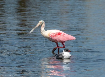 Photo for A beautiful Roseate Spoonbill foraging in the shallows of a Texas coastal marsh while making a nice size comparison to a nearby Laughing Gull. - Royalty Free Image