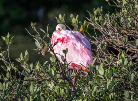 Foto de Una espátula rosada en los manglares costeros de Texas en luz dorada. - Imagen libre de derechos