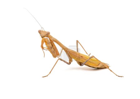 Photo for This beautiful Praying Mantis was isolated against a white background, photographed, and then releasbed back into the garden it was benefitting. - Royalty Free Image