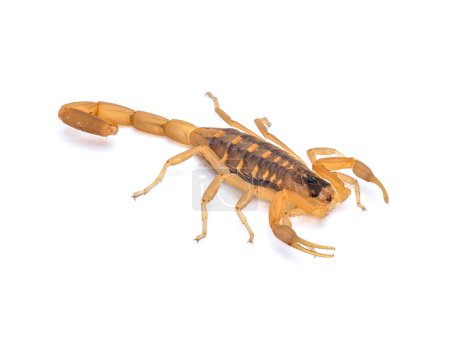 Capable of a very painful and occasionally deadly sting, this Striped Bark Scorpion was photographed isolated against a white background.