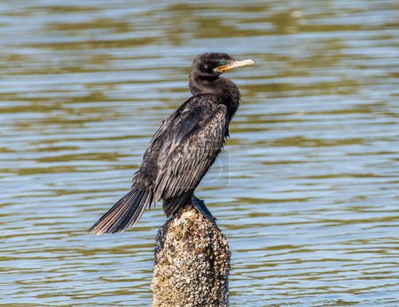 Téléchargez les photos : Un magnifique cormoran néotropique perche sur un poteau dans un marais de marée sur la côte sud du Texas. - en image libre de droit