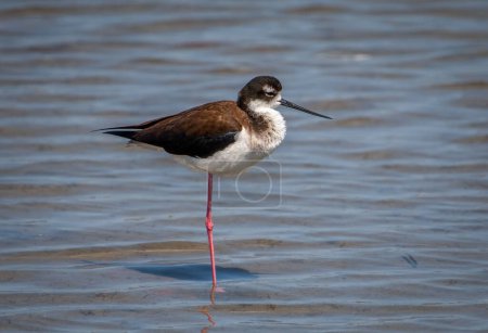 Photo for A beautiful and long-legged Black-necked Stilt rests on one leg in the shallows of a Texas coastal marsh. - Royalty Free Image