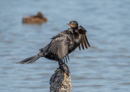 Foto de Un hermoso Cormorán Neotrópico se posa en un poste en un pantano de marea en la costa sur de Texas, alas extendidas para ayudarlos a secarse. - Imagen libre de derechos