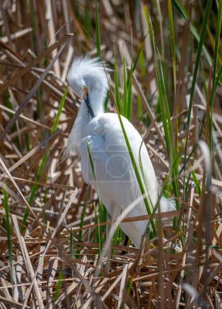 Photo for A beautiful Snowy Egret preens itself while partially hidden in the vegetation of a south Texas wetland. - Royalty Free Image