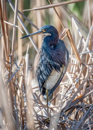 Téléchargez les photos : Un beau héron tricolore dans son plumage printanier repose sur le bord d'une zone humide sur l'île Padre au Texas. - en image libre de droit