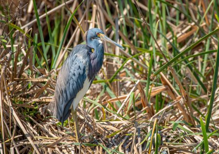 Photo for A beautiful Tricolored Heron in its spring plumage rests on the edge of a wetland on Texas's Padre Island. - Royalty Free Image
