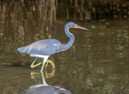 A beautiful Tricolored Heron in its spring plumage forages for food in a wetland on Texas's Padre Island.