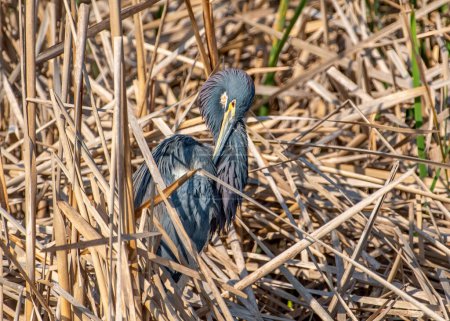 Photo for A beautiful Tricolored Heron in its spring plumage preens itself on the edge of a wetland on Texas's Padre Island. - Royalty Free Image