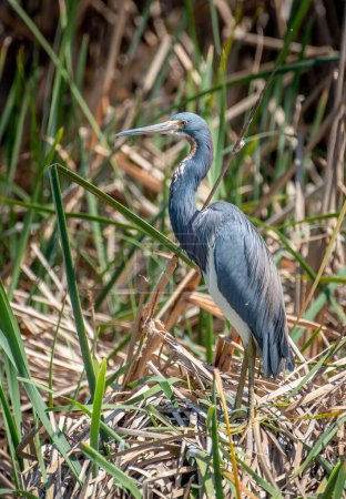 Photo for A beautiful Tricolored Heron in its spring plumage rests on the edge of a wetland on Texas's Padre Island. - Royalty Free Image