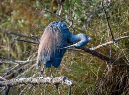Téléchargez les photos : Un beau héron tricolore dans son plumage printanier se prévaut sur le bord d'une zone humide sur l'île Padre au Texas. - en image libre de droit