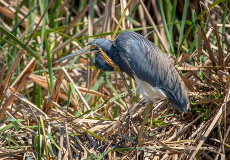 Photo for A beautiful Tricolored Heron in its spring plumage scratches an itch on the edge of a wetland on Texas's Padre Island. - Royalty Free Image