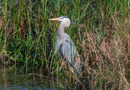 Photo for A stately Great Blue Heron stands on the edge of this south Texas wetland. - Royalty Free Image