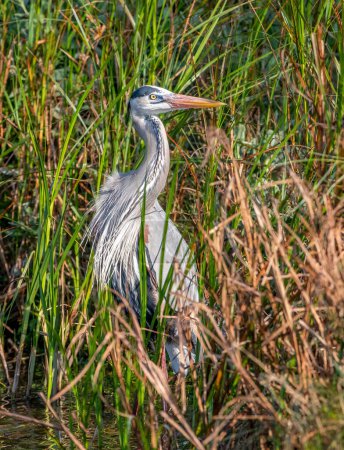 Photo for A stately Great Blue Heron stands on the edge of this south Texas wetland. - Royalty Free Image