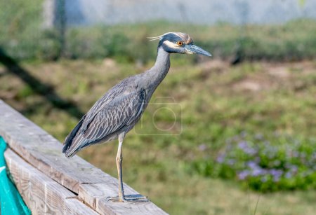 This beautiful Yellow-crowned Night Heron was hunting for food in a Texas gulf coast wetland.