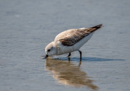 A shorebird called a Sanderling is captured as it hunts and forages for food in the shallow waters of a gulf coast tidal pool.