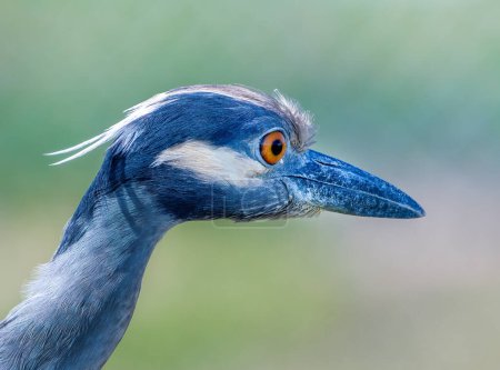 This beautiful Yellow-crowned Night Heron was hunting for food in a Texas gulf coast wetland.