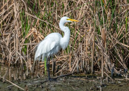 A beautiful Great Egret captured foraging along the shoreline of a Texas gulf coast wetland.