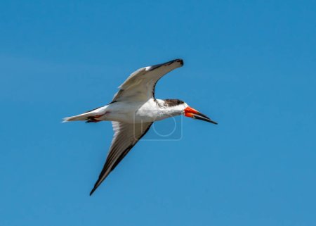 A beautiful Black Skimmer with its colorful, large beak, flies along the shoreline on the gulf coast of Texas.