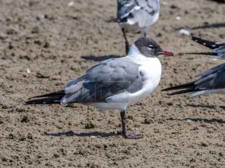 Photo for An adult Laughing Gull rests on a Texas coastal beach between feeding forays. - Royalty Free Image