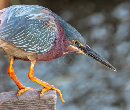 An adult Green Heron stands poised on the edge of a wetland walkway studying the water below for a chance at catching a meal.