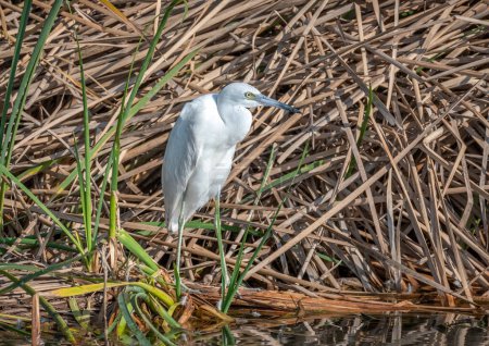 An immature Little Blue Heron rests on the edge of a south Texas wetland in hopes of some prey coming by.