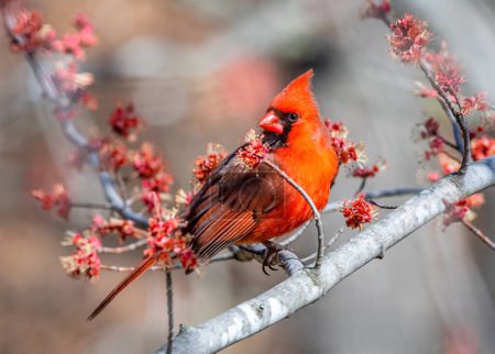 Ein wunderschöner lebendiger roter Northern Cardinal, der inmitten der roten Knospen eines Silver Maple Baumes thront.