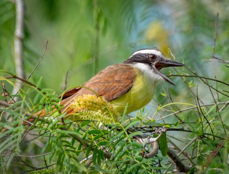 A beautiful Great Kiskadee makes its loud, raucous call while perched in the folliage of a south Texas woodland.