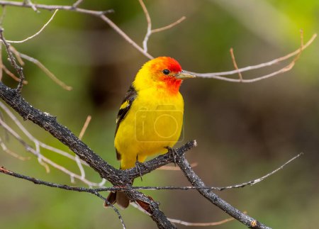 Photo for A beautiful male Western Tanager photographed as it foraged among the foliage of a Front Range Colorado woodland. - Royalty Free Image
