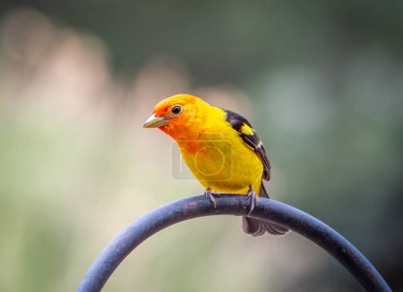 A beautiful male Western Tanager perches on a backyard shepherds hook while it foraged in this gardens feeding station.