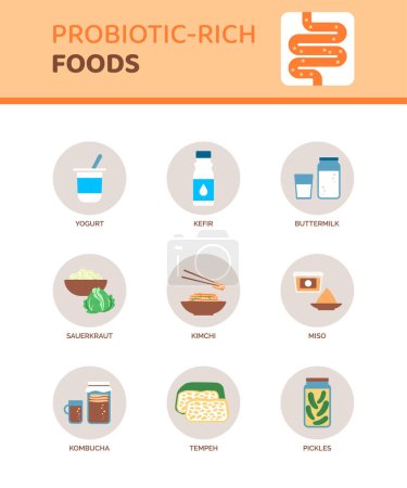 Ilustración de Alimentos ricos en probióticos para una mejor salud digestiva, infografía con iconos - Imagen libre de derechos