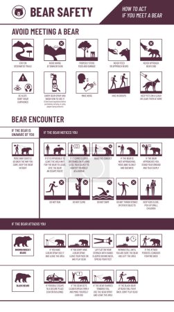 Ilustración de Infografía de seguridad del oso con iconos establecidos: cómo evitar conocer a un oso y cómo actuar si conoces a un oso - Imagen libre de derechos