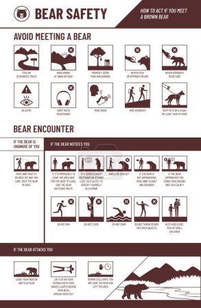 Ilustración de Infografía de seguridad del oso con iconos establecidos: cómo evitar conocer a un oso y cómo actuar si conoces a un oso - Imagen libre de derechos