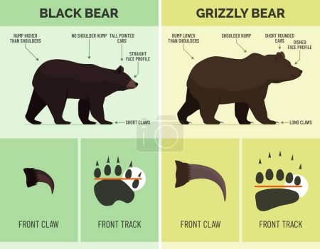 Illustration for How to recognize Black bear and Grizzly bear, wildlife infographic - Royalty Free Image