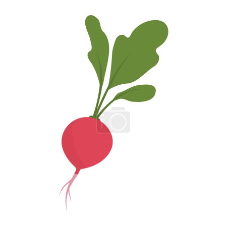 Illustration for Fresh radish isolated, nutrition and organic vegetables concept - Royalty Free Image