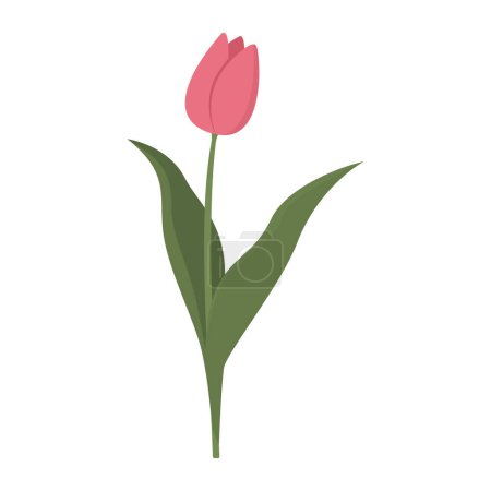 Téléchargez les illustrations : Belle tulipe rose isolée, concept fleurs et jardinage - en licence libre de droit