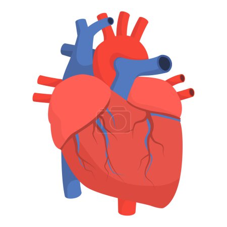 Ilustración de Anatomía de un corazón humano sano, cardiología y medicina - Imagen libre de derechos